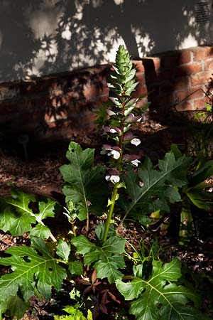 Acanthus mollis_plant